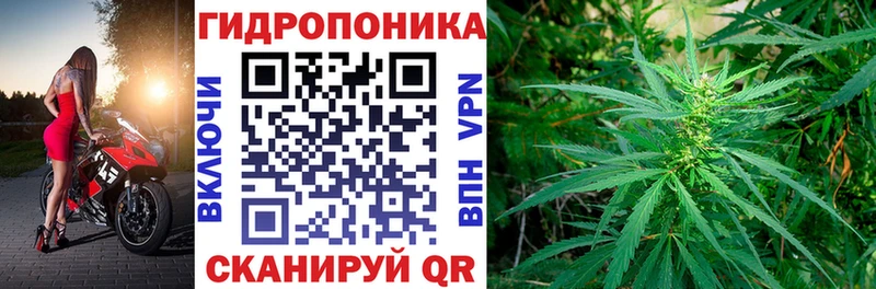 OMG зеркало цены Осташков Каннабис сатива